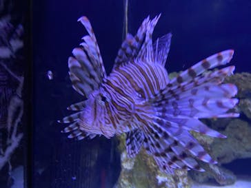 マクセル アクアパーク品川に投稿された画像（2021/3/29）