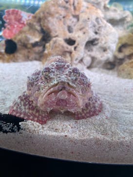 マクセル アクアパーク品川に投稿された画像（2021/3/29）