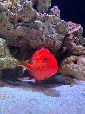 マクセル アクアパーク品川に投稿された画像（2021/3/29）