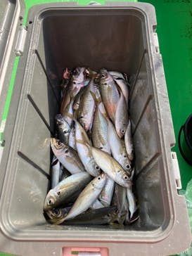 釣り船 進丸に投稿された画像（2021/3/29）