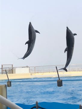 マリンワールド海の中道に投稿された画像（2021/3/29）