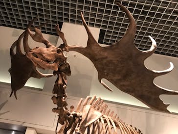 国立科学博物館に投稿された画像（2021/3/29）