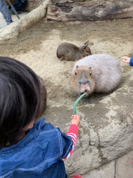 神戸どうぶつ王国に投稿された画像（2021/3/29）