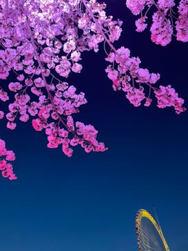 よみうりランド 遊園地に投稿された画像（2021/3/29）