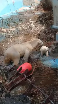 天王寺動物園に投稿された画像（2021/3/29）