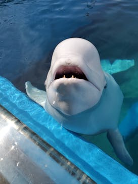 横浜・八景島シーパラダイスに投稿された画像（2021/3/29）