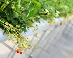 ヘレナ・ストロベリーランドに投稿された画像（2021/3/29）