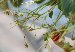 ヘレナ・ストロベリーランドに投稿された画像（2021/3/29）