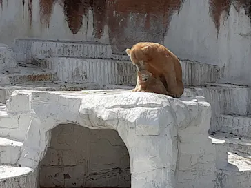 天王寺動物園に投稿された画像（2021/3/29）