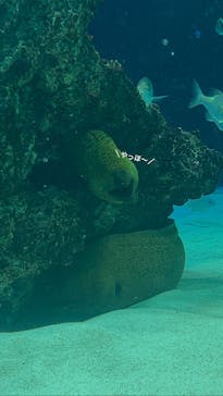 サンシャイン水族館に投稿された画像（2021/3/29）