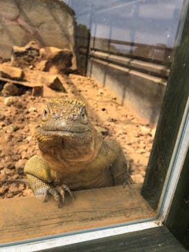 体感型動物園iZooに投稿された画像（2021/3/29）