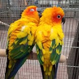 富士花鳥園に投稿された画像（2021/3/29）