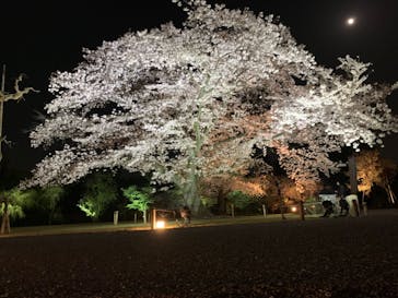 二条城×ネイキッド 二条城夏まつり2021に投稿された画像（2021/3/29）