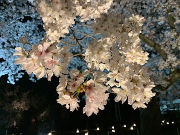 二条城×ネイキッド 二条城夏まつり2021に投稿された画像（2021/3/29）