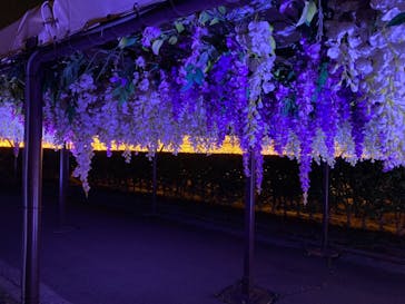 東京メガイルミに投稿された画像（2021/3/29）