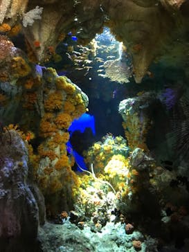 サンシャイン水族館に投稿された画像（2021/3/29）