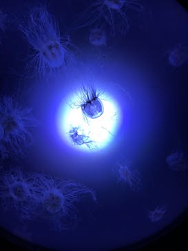 サンシャイン水族館に投稿された画像（2021/3/29）