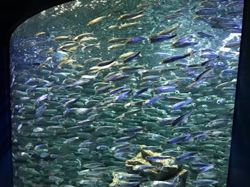 サンシャイン水族館に投稿された画像（2021/3/29）