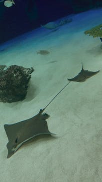 サンシャイン水族館に投稿された画像（2021/3/29）