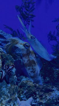 サンシャイン水族館に投稿された画像（2021/3/29）