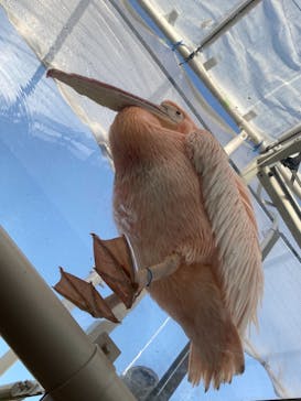 サンシャイン水族館に投稿された画像（2021/3/29）