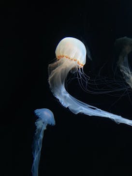 サンシャイン水族館に投稿された画像（2021/3/29）