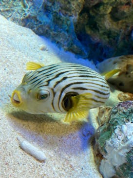 サンシャイン水族館に投稿された画像（2021/3/29）