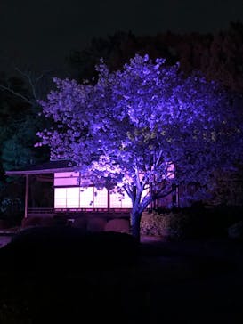 二条城×ネイキッド 二条城夏まつり2021に投稿された画像（2021/3/30）