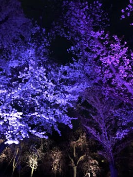 二条城×ネイキッド 二条城夏まつり2021に投稿された画像（2021/3/30）