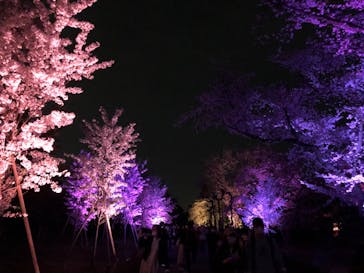 二条城×ネイキッド 二条城夏まつり2021に投稿された画像（2021/3/30）