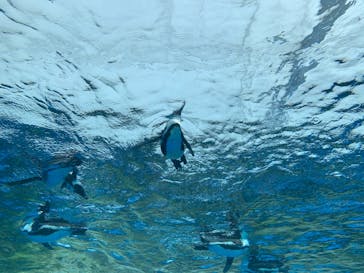 サンシャイン水族館に投稿された画像（2021/3/30）