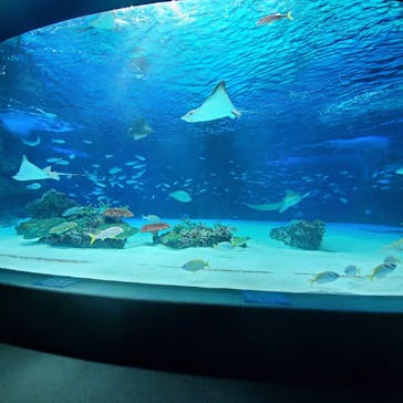 サンシャイン水族館に投稿された画像（2021/3/30）