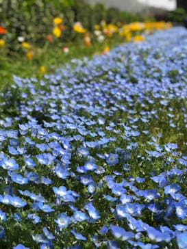 九十九島動植物園森きららに投稿された画像（2021/3/30）