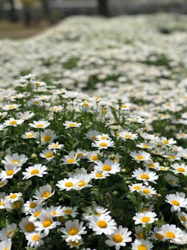 九十九島動植物園森きららに投稿された画像（2021/3/30）