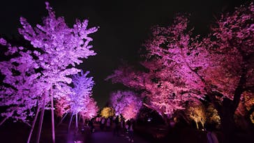 二条城×ネイキッド 二条城夏まつり2021に投稿された画像（2021/3/30）