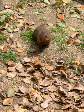 天王寺動物園に投稿された画像（2021/3/30）