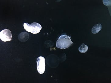 サンシャイン水族館に投稿された画像（2021/3/30）