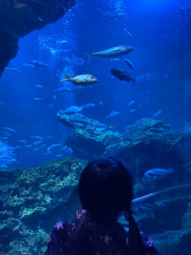 京都水族館に投稿された画像（2021/3/30）