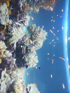 サンシャイン水族館に投稿された画像（2021/3/30）