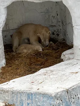 天王寺動物園に投稿された画像（2021/3/30）