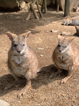 伊豆シャボテン動物公園に投稿された画像（2021/3/30）