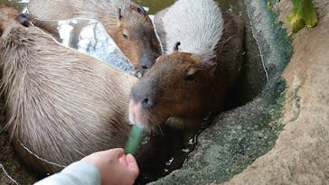 神戸どうぶつ王国に投稿された画像（2021/3/30）