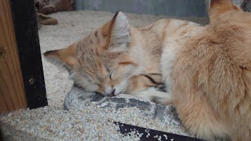 神戸どうぶつ王国に投稿された画像（2021/3/30）