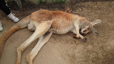 神戸どうぶつ王国に投稿された画像（2021/3/30）