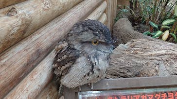 神戸どうぶつ王国に投稿された画像（2021/3/30）