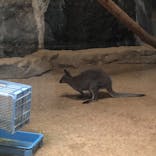 天王寺動物園に投稿された画像（2021/3/30）