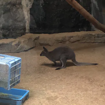 天王寺動物園に投稿された画像（2021/3/30）