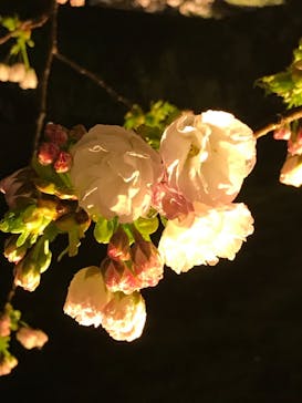 二条城×ネイキッド 二条城夏まつり2021に投稿された画像（2021/3/30）