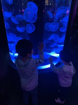 マクセル アクアパーク品川に投稿された画像（2021/3/30）