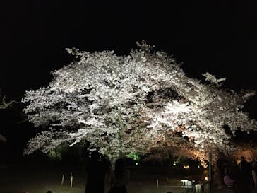 二条城×ネイキッド 二条城夏まつり2021に投稿された画像（2021/3/30）